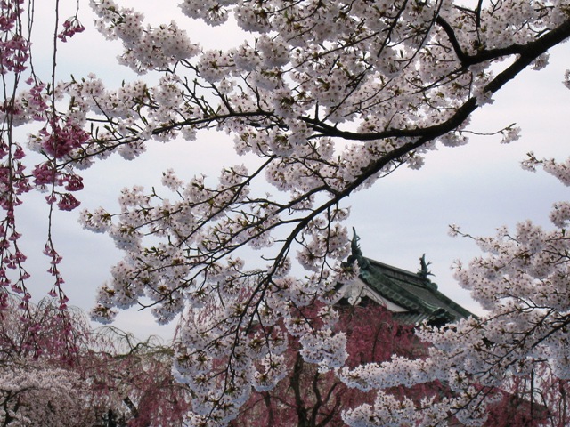 桜の中の弘前城天守閣